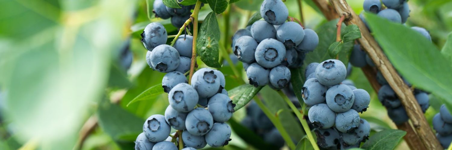 Blueberries-Image